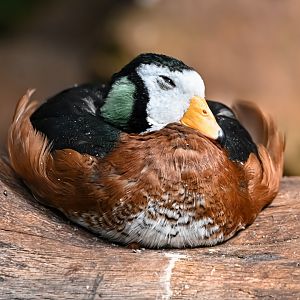 African pygmy goose