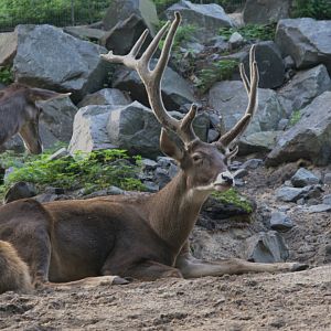 White-lipped Deer (Cervus albirostris), 17-09-25