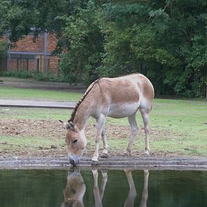 Kulan (Equus hemionus kulan), 18-09-25