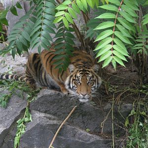 Sumatran Tiger (Panthera tigris sumatrae), 18-09-25