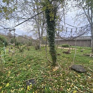 View of white-belted black and white-ruffed lemur walkthrough