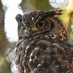Spotted eagle-owl