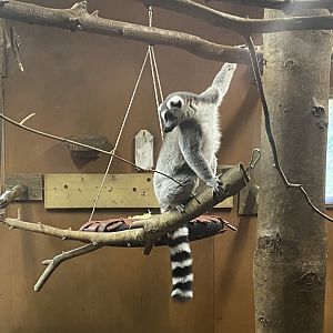 Ring-tailed lemur image 1