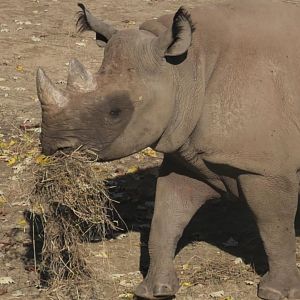 Black rhino carrying hay around