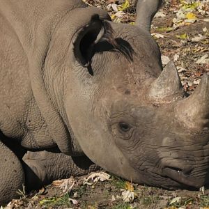 Black rhino relaxing