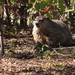 Wild ground hog again