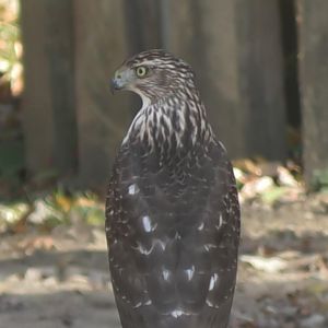 Wild goshawk