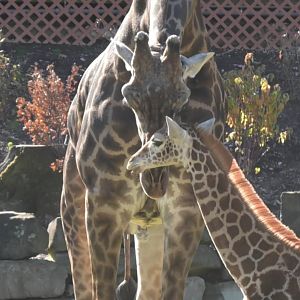 Giraffe shows affection to her young calf