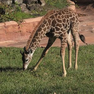 giraffe calf bends down to eat grass
