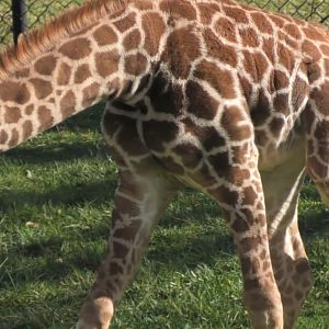 Giraffe calf looks for grass to eat