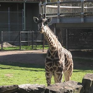 Giraffe stares at me