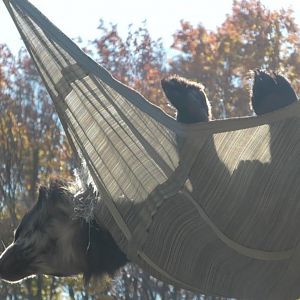 Andean bear looking at a zoo keeper