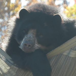 This andean bear looks very bored