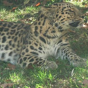 Amur leopard smells something
