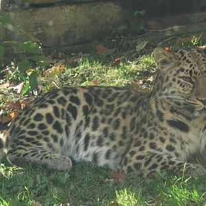 Amur leopard