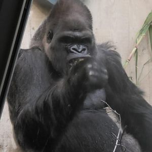Silverback gorilla