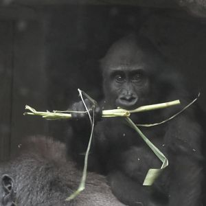 Baby gorilla trys to eat a stick