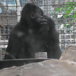 Spider monkey licks it's fingers