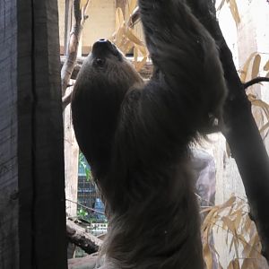 Sloth climbing