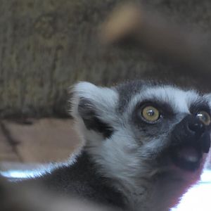 Ring tailed lemur