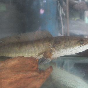 Striped snakehead (Channa striata)