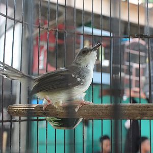 Bar-winged prinia (Prinia familiaris)