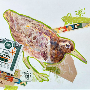 Australian painted-snipe