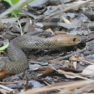 Eastern Brown Snake (Pseudonaja textilis)