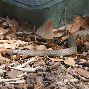 Eastern Brown Snake (Pseudonaja textilis)