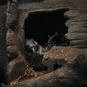 Chinese pangolin (Manis pentadactyla)