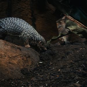 Chinese pangolin (Manis pentadactyla)
