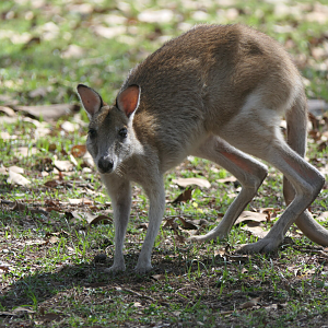 Agile Wallaby (Notamacropus agilis jardinii)