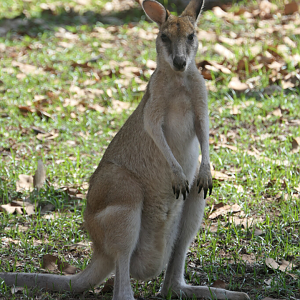 Agile Wallaby (Notamacropus agilis jardinii)