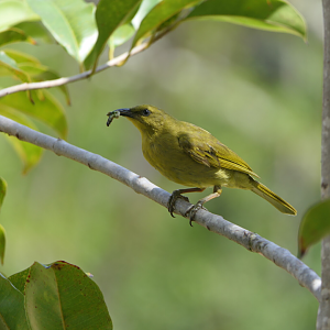 Yellow Honeyeater (Stomiopera flava)