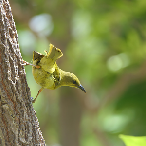 Yellow Honeyeater (Stomiopera flava)