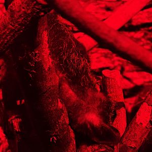 Aye-Aye (Daubentonia madagascariensis)