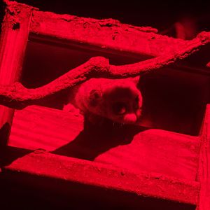 Fat-tailed Dwarf Lemur (Cheirogaleus medius)