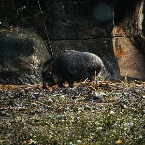 Taiwan wild boar (Sus scrofa taivanus)