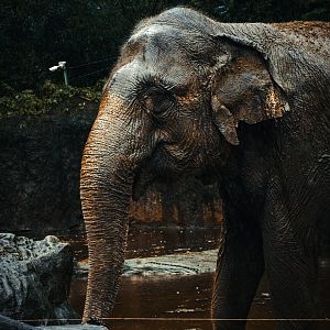 Asian Elephant (Elephas maximus)