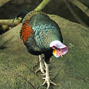 Green Jungle fowl cock