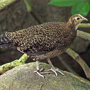 Green Jungle fowl hen