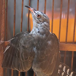 Javan plaintive cuckoo (Cacomantis merulinus lanceolatus)
