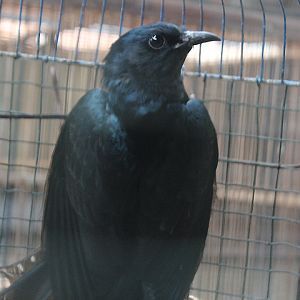 Square-tailed drongo-cuckoo (Surniculus lugubris lugubris)