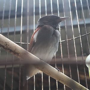 Blyth's paradise flycatcher (Terpsiphone affinis affinis)