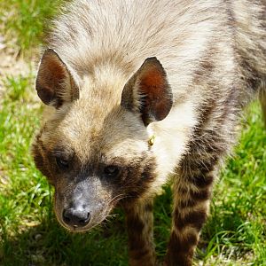 Striped Hyena