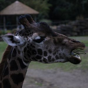Rothschild's Giraffe - 18/10/25