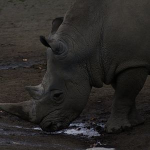 Southern White Rhinoceros - 18/10/25