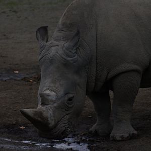 Southern White Rhinoceros - 18/10/25
