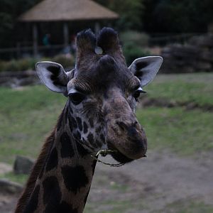 Rothschild's Giraffe - 18/10/25