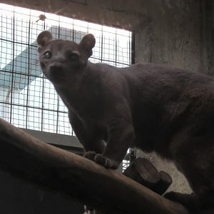 Fossa